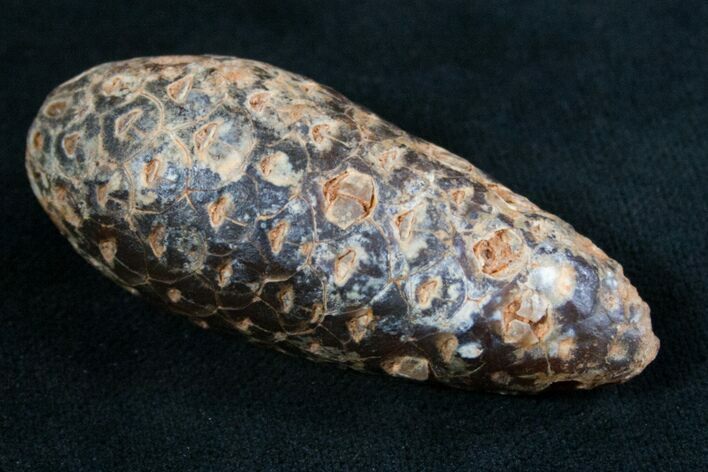 Agatized Fossil Pine (Seed) Cone From Morocco #8100